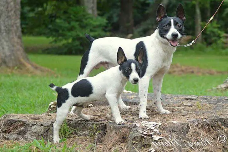 About Rat Terrier Dog Breed