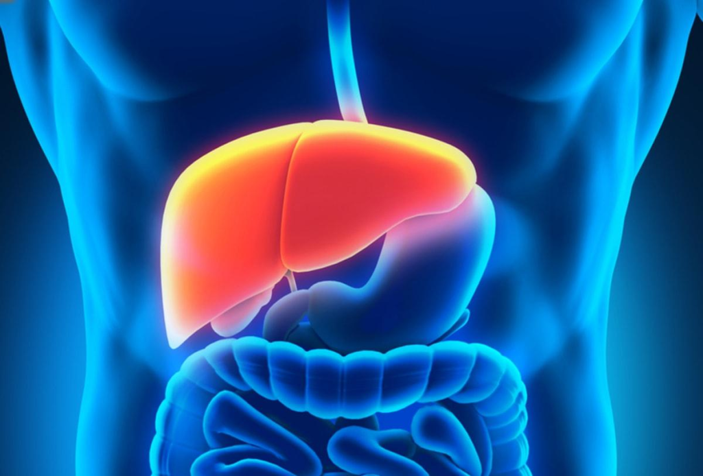 a-complete-guide-on-fatty-liver-symptoms-types-and-causes-southreport