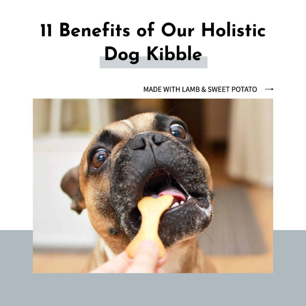 The 11 Benefts of Ingredient Holistic Dog Kibble, Lamb & Sweet Potato